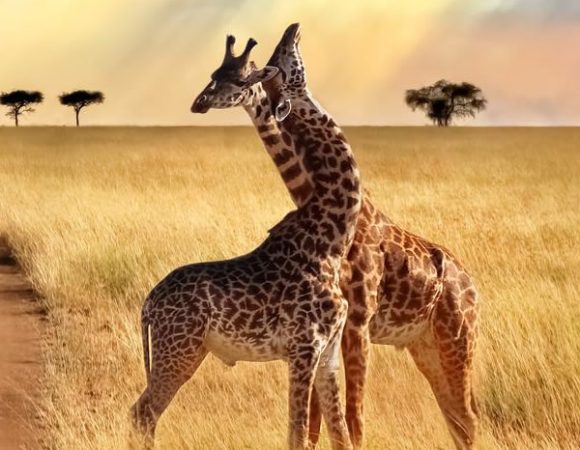 4 days Discover Tanzania Safari