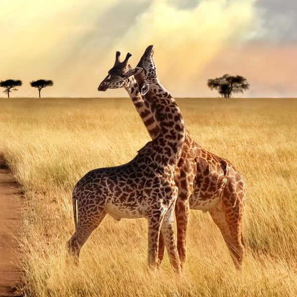 4 days Discover Tanzania Safari