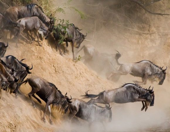 6 days: Tanzania Migration Safari
