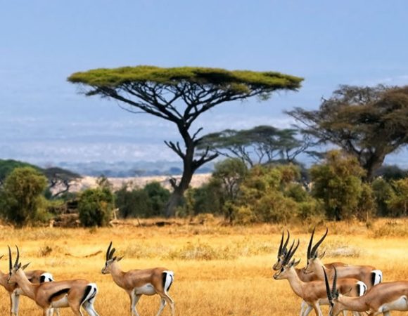 5-Days Majestic Safari in Tanzania