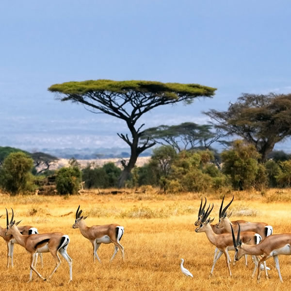 5-Days Majestic Safari in Tanzania