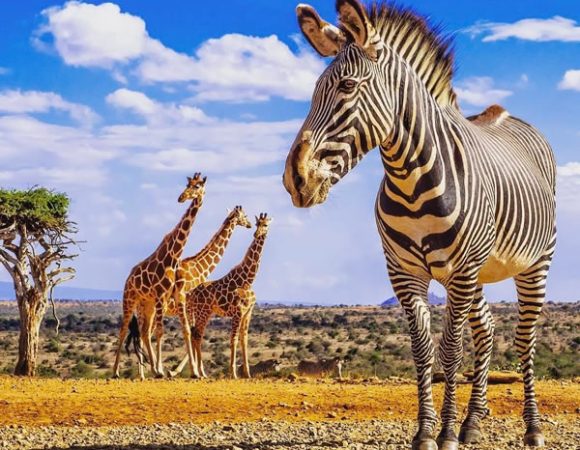 5 days Tanzania Explore Safari