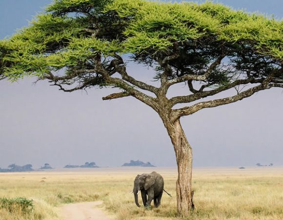 5 days Affordable Tanzania Safari